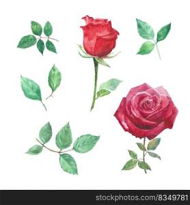 Set of watercolor rose, hand-drawn illustration of elements isolated white background.
