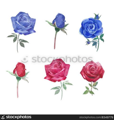 Set of watercolor vibrant roses, hand-drawn illustration of elements isolated white background.