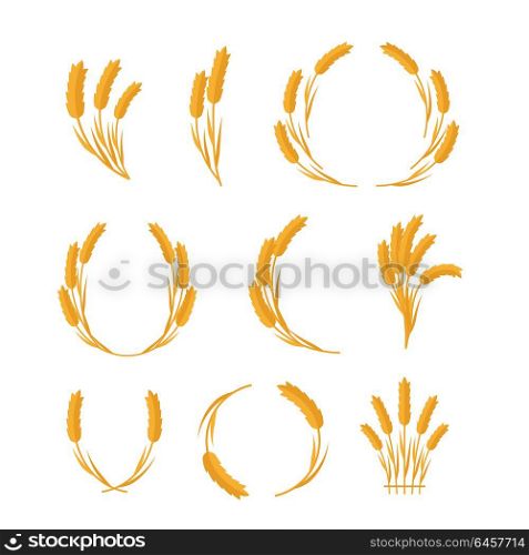 Set of wheat Ears vector illustrations. Flat design. New harvest, grain growing concept. Collection for bakery, bread store, agricultural company logo design. Ripe ears on white background. . Set of Wheat Ears Vector Concepts in Flat Design.