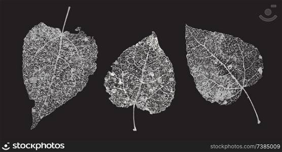 Set of white gray skeletons leaves on a black background. Fallen foliage for autumn designs. Natural leaf aspen and birch. Vector illustration.. Set of white gray skeletons leaves on a black background. Fallen foliage for autumn designs. Natural leaf aspen and birch. Vector illustration