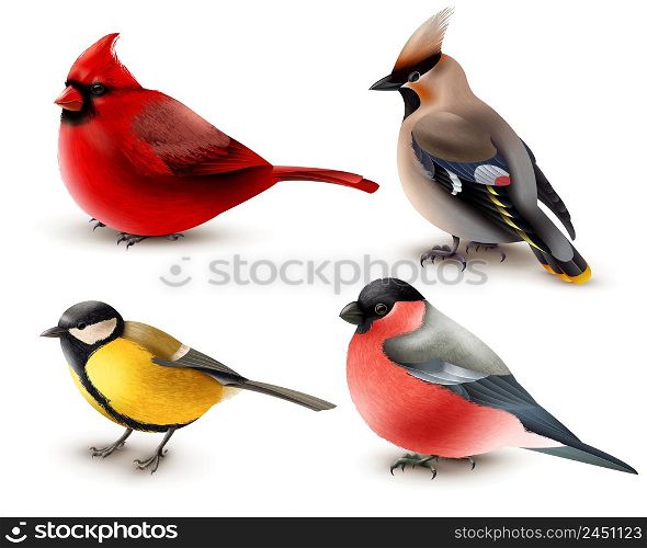 Set of winter birds with red cardinal, titmouse, waxwing and bullfinch, 3d design isolated vector illustration. Winter Birds Set