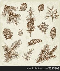 Set of winter evergreen plants and cones. Decorative vintage elements for Christmas and new year design. Hand drawn illustration.