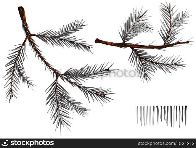 Set of Wintry Spruce Branches