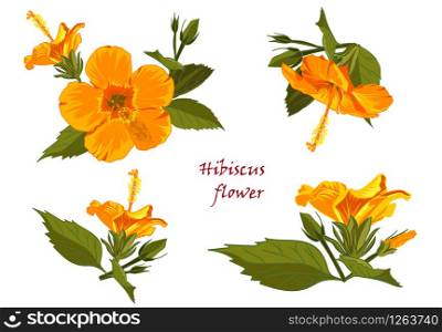 Set of yellow hibiscus flowers in realistic hand-drawn style isolated on white background. Vector illustration. Set of yellow hibiscus flowers in realistic hand-drawn style isolated on white background