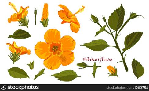 Set of yellow hibiscus flowers in realistic hand-drawn style isolated on white background. Vector illustration. Set of yellow hibiscus flowers in realistic hand-drawn style isolated on white background