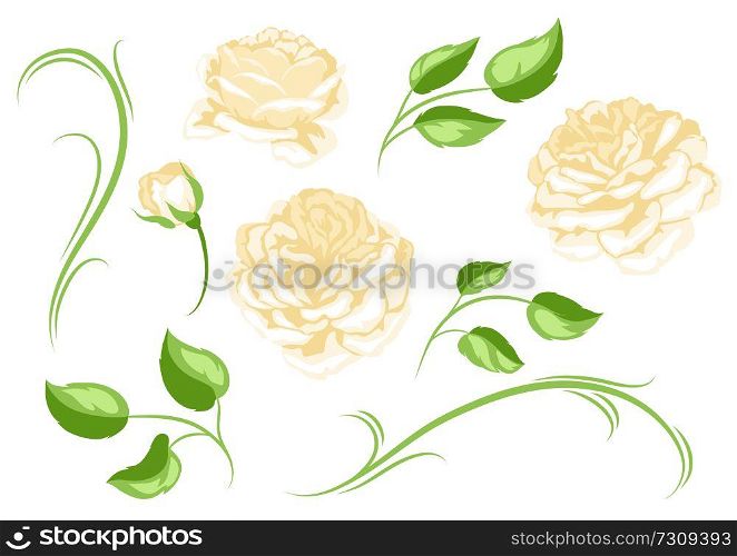 Set of yellow roses. Beautiful decorative flowers, buds and leaves.. Set of yellow roses. Beautiful decorative flowers.