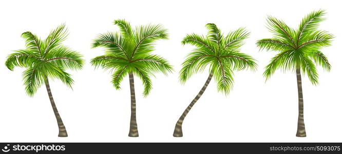 Set Realistic Palm Trees Isolated on White Background. Illustration Set Realistic Palm Trees Isolated on White Background - Vector