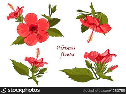 Set red hibiscus flower with leaves in realistic hand-drawn style Vector illustration.. Set red hibiscus flower with leaves in realistic hand-drawn style