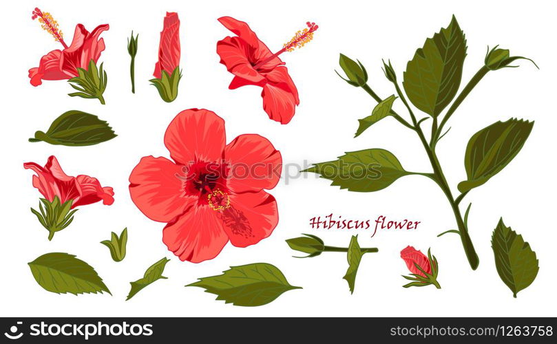 Set red hibiscus flower with leaves in realistic hand-drawn style Vector illustration.. Set red hibiscus flower with leaves in realistic hand-drawn style