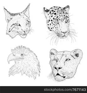 Set sketch silhouette sketch eagle, lynx, leopard. lioness face on white background illustration.. Set sketch silhouette sketch eagle, lynx, leopard. lioness face on white background illustration