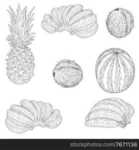 Set sketch silhouette sketch watermelon, coconut, banana, pineapple white background illustration.. Set sketch silhouette sketch watermelon, coconut, banana, pineapple white background illustration