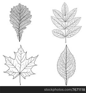 Set sketches silhouettes leaves on white background illustration.. Set sketches silhouettes leaves on white background illustration