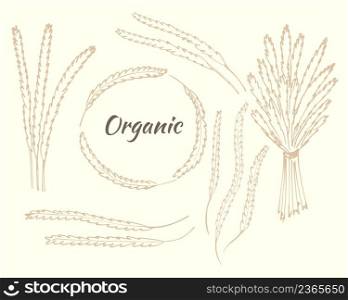 Set spikelets, individual spikelets and bouquet, rim spikelets hand engraved. Vector cereal herbs, vintage collection