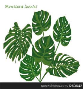 Set tropical monstera leaves. realistic drawing in flat color style. isolated on white background. Vector illustration. Set tropical monstera leaves. realistic drawing in flat color style. isolated on white background.