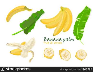Set tropical palm banana leaves. Single, peeled and sliced fruits. realistic drawing in flat color style, isolated on white background. Vector illustration. Set tropical palm banana leaves. Single, peeled and sliced fruits. realistic drawing in flat color style, isolated on white background.