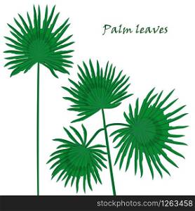 Set tropical palm leaves. realistic drawing in flat color style. isolated on white background. Vector illustration. Set tropical palm leaves. realistic drawing in flat color style. isolated on white background.