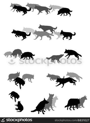 Set vector silhouettes group of dogs (German shepherd dog) black and grey colors and cut out on white background. Relationship of dogs