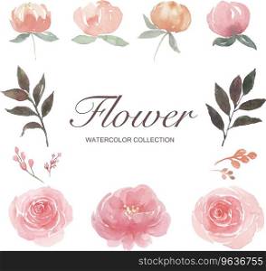 Set watercolor peony rose flower bud Royalty Free Vector
