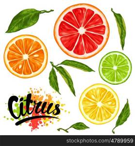Set with citrus fruits slices. Mix of lemon lime grapefruit and orange. Set with citrus fruits slices. Mix of lemon lime grapefruit and orange.