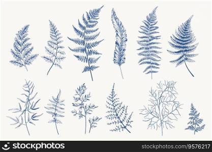 Set with fern leaves blue vector image