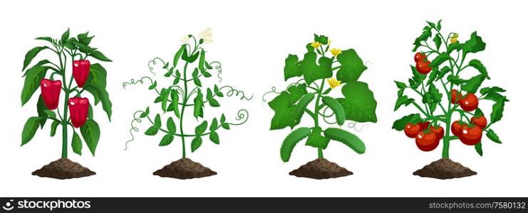 Set with isolated images of cucumber peas pepper tomato plants farming organic vegetables on blank background vector illustration