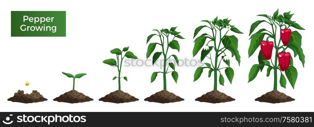 Set with isolated images of pepper plant growth stages from seed with text on blank background vector illustration
