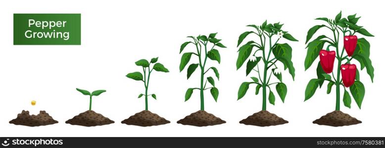 Set with isolated images of pepper plant growth stages from seed with text on blank background vector illustration