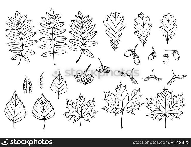 Set with leaves, berries and acorns. Hand drawn autumn vector illustration.