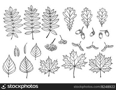 Set with leaves, berries and acorns. Hand drawn autumn vector illustration.