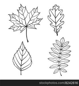 Set with leaves. Hand drawn autumn vector illustration.