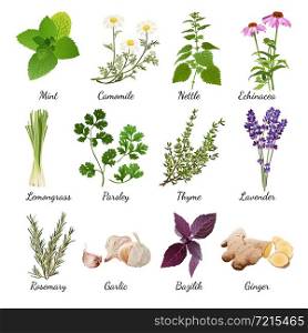 Set with organic herbs objects and wildflowers elements isolated vector illustration. Spices And Meadow Flowers Herbal Set