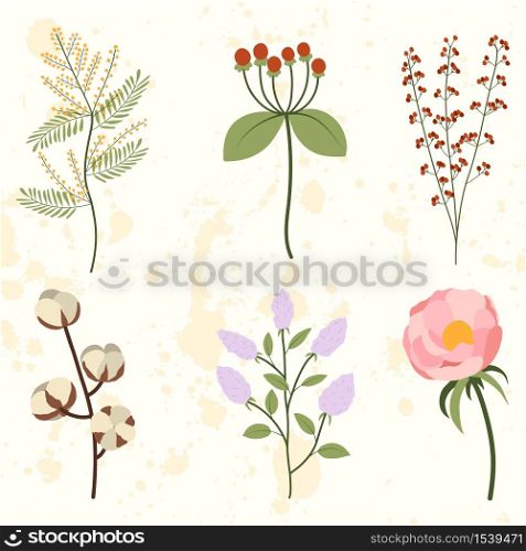 Set with peony, mimosa, cotton, lilac branch, red berry bunch. Isolated vector illustration.. Set with peony, mimosa, cotton, lilac branch, red berry bunch.