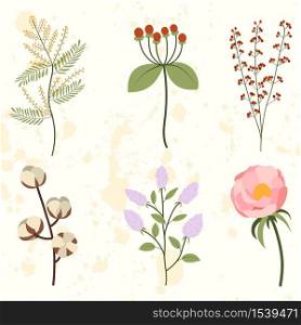 Set with peony, mimosa, cotton, lilac branch, red berry bunch. Isolated vector illustration.. Set with peony, mimosa, cotton, lilac branch, red berry bunch.