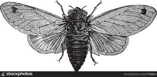 Seventeen-Year Cicada or Magicicada sp., vintage engraving. Old engraved illustration of a Seventeen-Year Cicada.