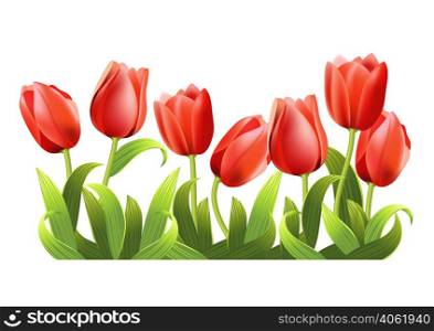 Several realistic growing red tulips. Holiday design element. For greeting cards, posters, leaflets and brochures.