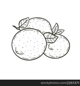 Several whole lemons hand engraved. Sketch citrus fruits with leaves isolated object. Healthy organic food vintage illustration