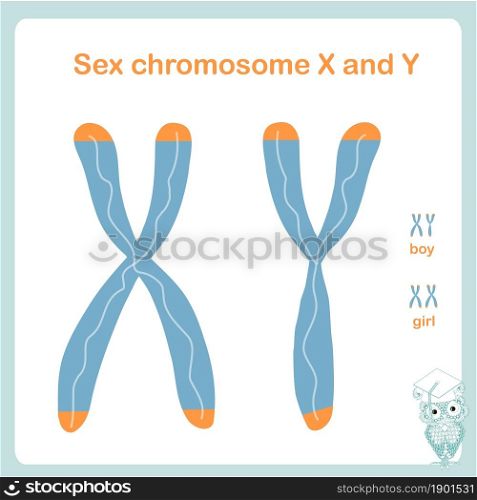 Sex X and Y chromosome. Determine male, female. Design element stock vector illustration for healthcare, for education, for medicine
