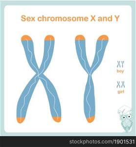 Sex X and Y chromosome. Determine male, female. Design element stock vector illustration for healthcare, for education, for medicine