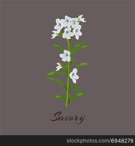 shablon. Savory. known as Satureja montana. Flowers and leaves. Vector illustration