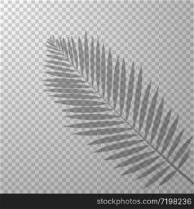 shadow effect palm leaf transparent background vector illustration