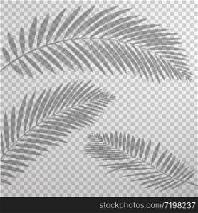 shadow effect palm leaf transparent background vector illustration
