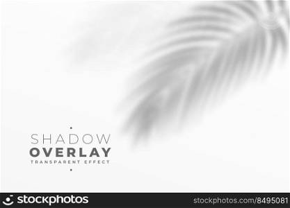 shadow overlay effect of leaves in white wall