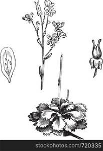 Shadow Saxifrage (Saxifraga umbrosa), vintage engraved illustration.Trousset encyclopedia (1886 - 1891).