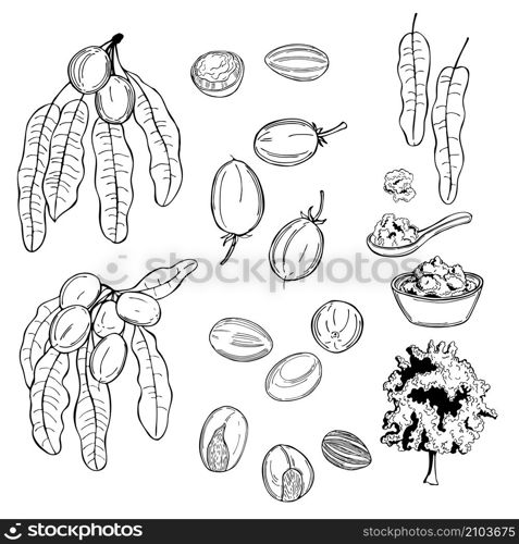 Shea set. Fruits, leaves and butter. Vector sketch illustration.. Shea. Fruits, leaves and butter.