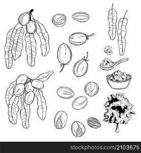 Shea set. Fruits, leaves and butter. Vector sketch illustration.. Shea. Fruits, leaves and butter.