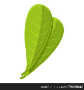Shea tree leaf icon. Cartoon of shea tree leaf vector icon for web design isolated on white background. Shea tree leaf icon, cartoon style