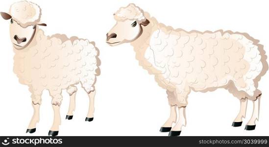 Sheep Character. Two cartoon white sheeps illustration, farm animals.