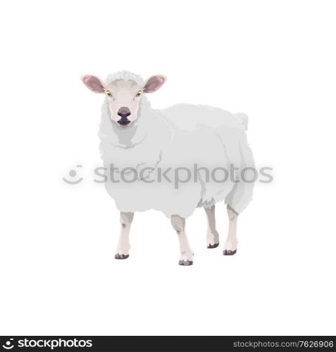 Sheep farm animal cattle icon, lamb livestock and mutton meat food product symbol. Cartoon isolated lamb sheep, butcher shop and farm market animal sign. Sheep farm animal cattle icon, lamb livestock