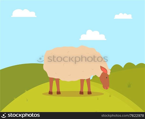 Sheep grazing on grass, side view of farm animal standing on grass, goat with white wool eating outdoor, green hills and cloudy sky, farming vector. Walking farm Animal Sheep on Grass, Farm Vector