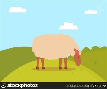 Sheep grazing on grass, side view of farm animal standing on grass, goat with white wool eating outdoor, green hills and cloudy sky, farming vector. Walking farm Animal Sheep on Grass, Farm Vector